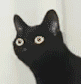 :noding_cat: :noding_cat: